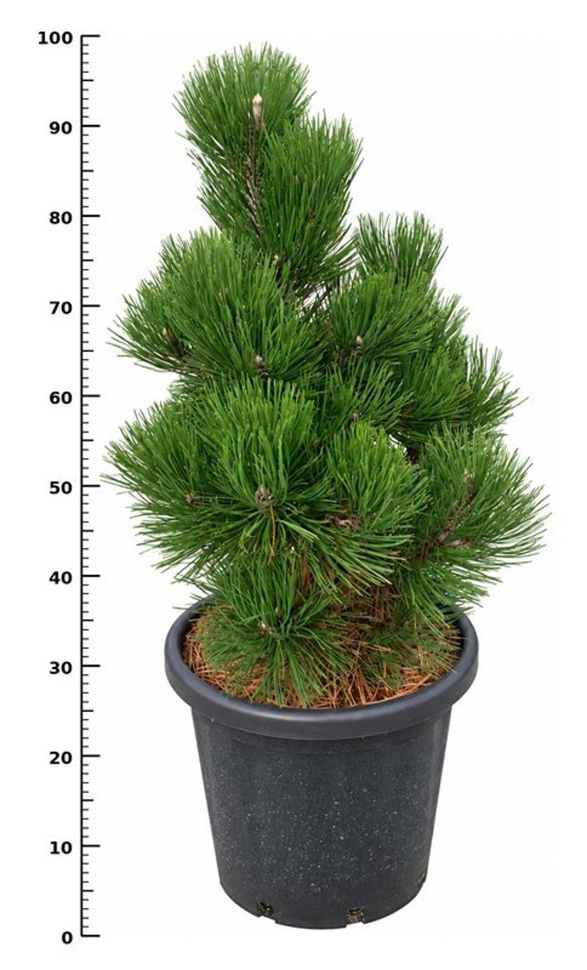 Горшечные цветы и растения оптом Pinus Heldreichii malinki от 1шт из Голландии с доставкой по России