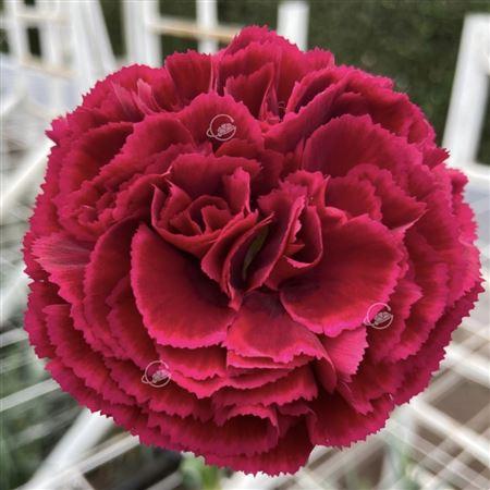 Срезанные цветы оптом Dianthus st nobbio samurai от 80шт из Голландии с доставкой по России