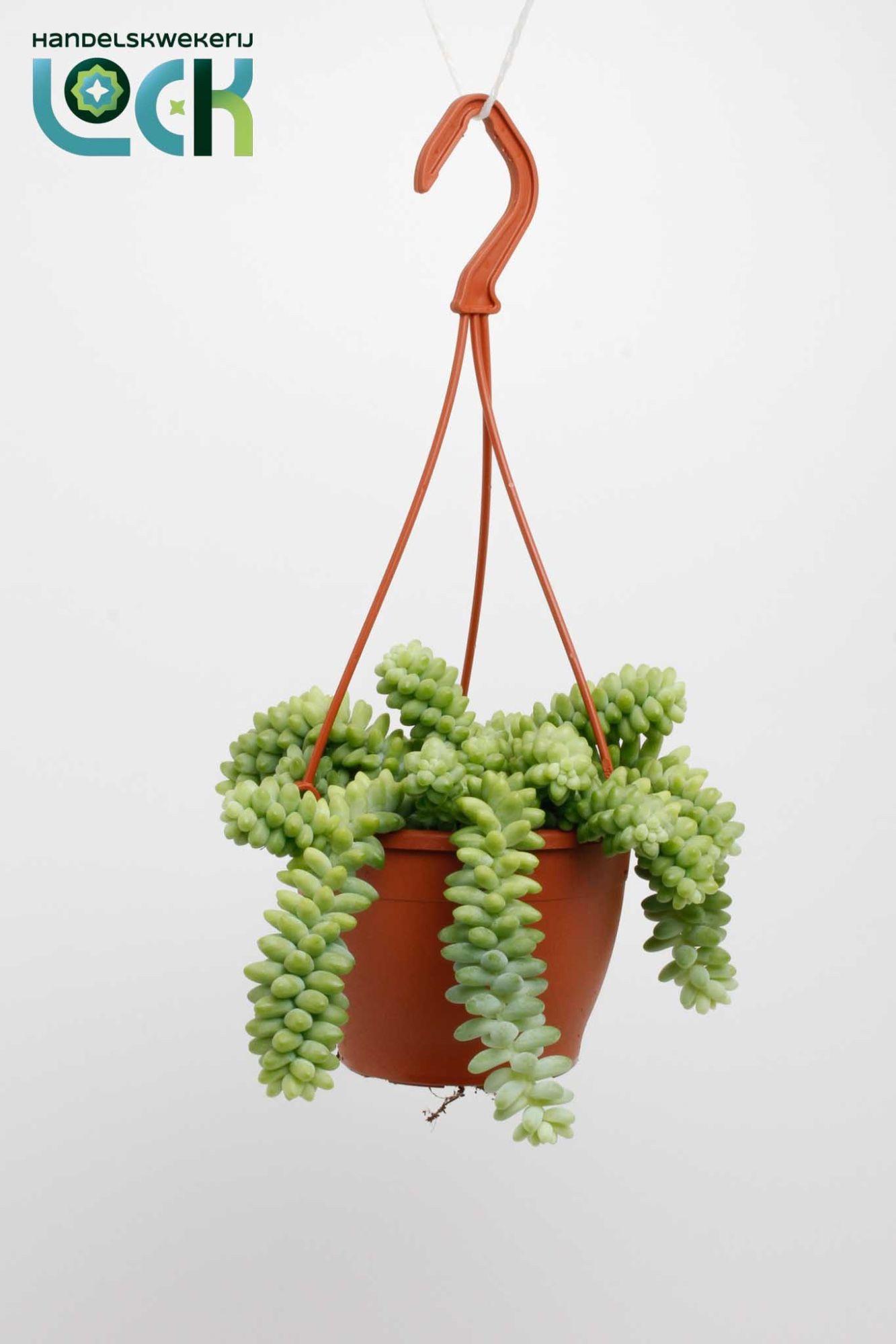 Горшечные цветы и растения оптом Sedum Burrito от 3шт из Голландии с доставкой по России