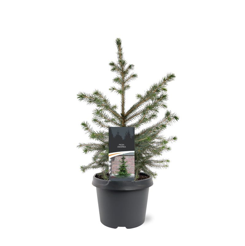 Горшечные цветы и растения оптом Picea Omorika от 1шт из Голландии с доставкой по России