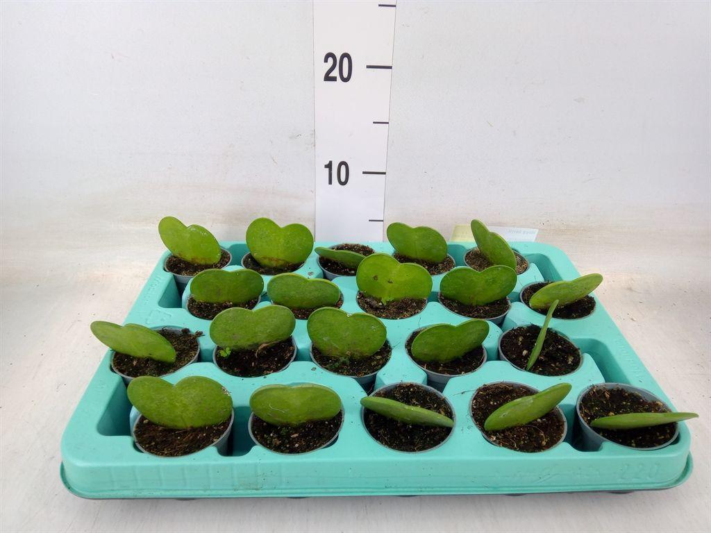 Горшечные цветы и растения оптом Hoya Kerrii от 20шт (для телеги) из Голландии с доставкой по России