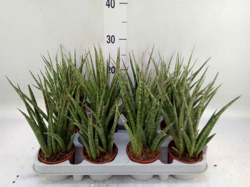 Горшечные цветы и растения оптом Sansevieria   ... от 12шт (для телеги) из Голландии с доставкой по России