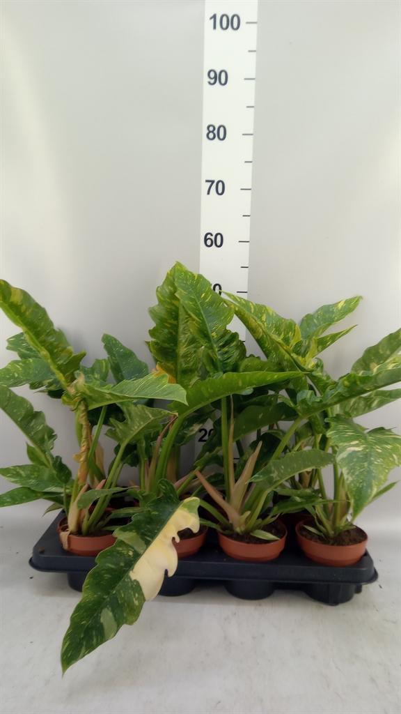 Горшечные цветы и растения оптом Philodendron ring Of Fire от 8шт из Голландии с доставкой по России