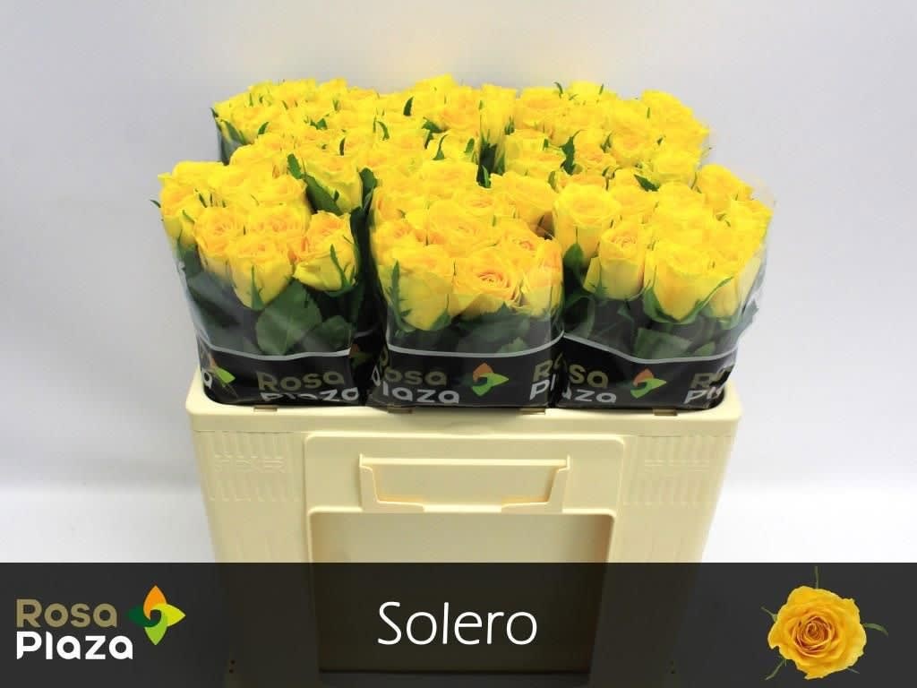 Срезанные цветы оптом Rosa large solero от 80шт. из Голландии с доставкой по России