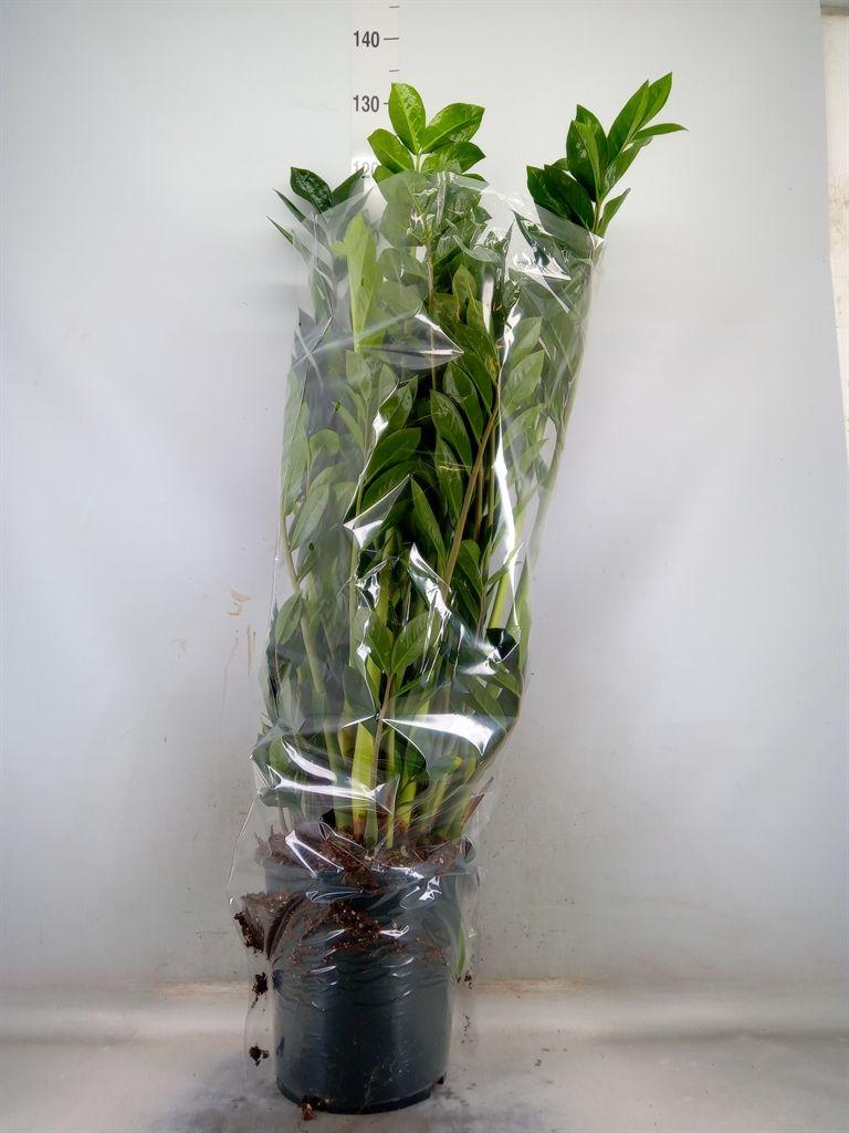 Горшечные цветы и растения оптом Zamioculcas Zamiifolia от 1шт из Голландии с доставкой по России