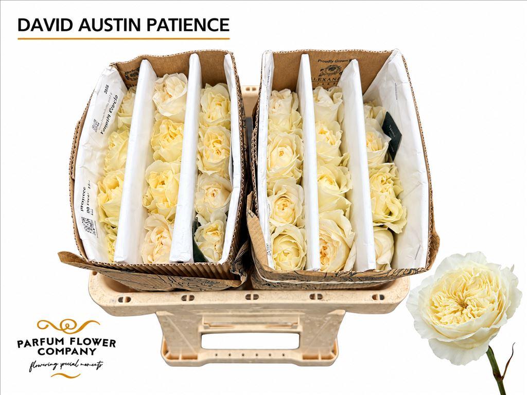 Срезанные цветы оптом Rosa large austin patience от 24шт из Голландии с доставкой по России