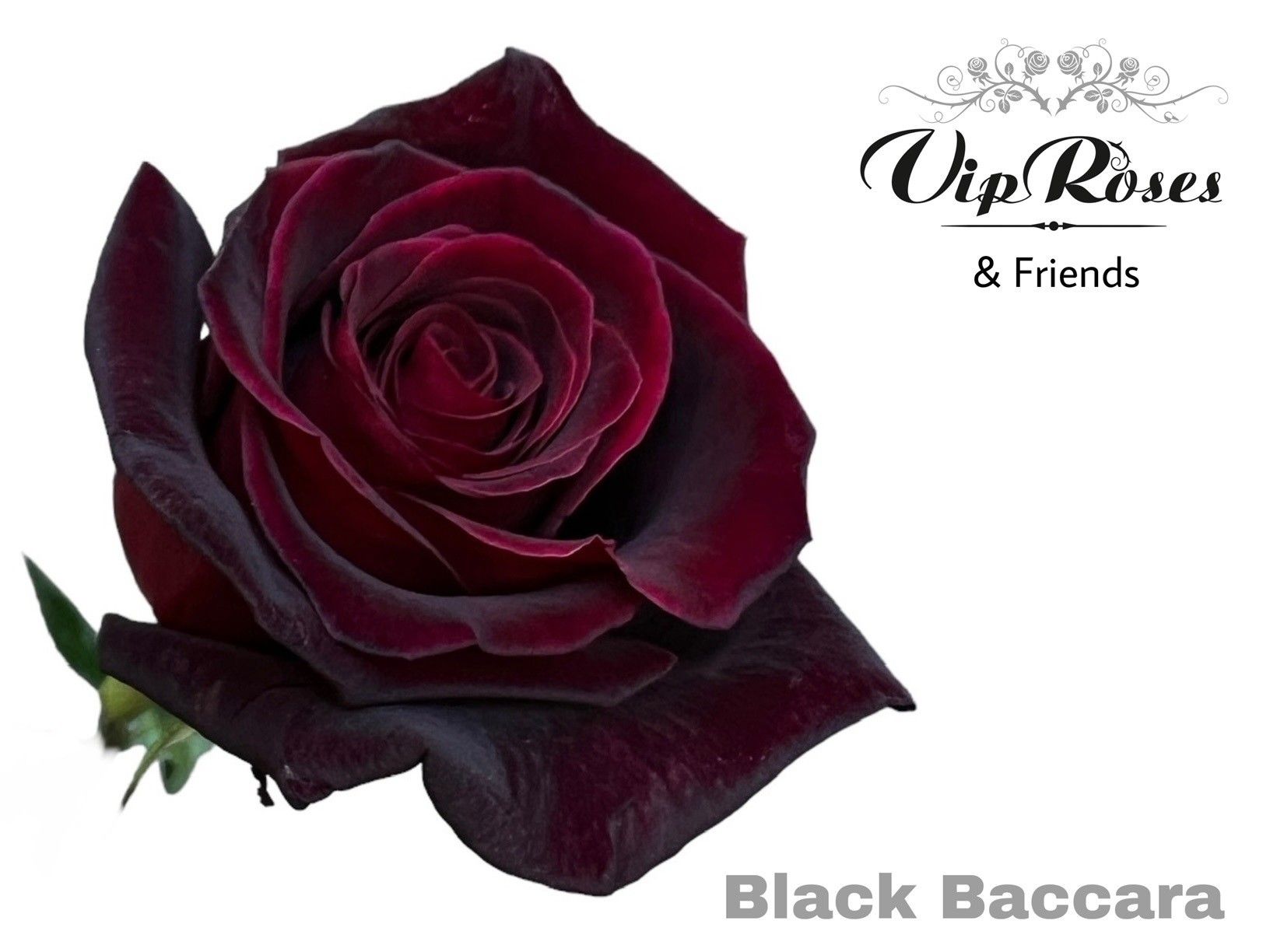 Срезанные цветы оптом Rosa la black baccara от 25шт из Голландии с доставкой по России