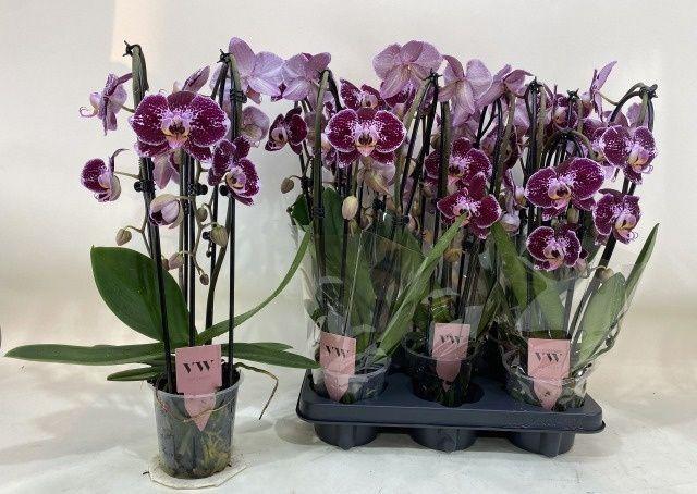 Горшечные цветы и растения оптом Phal An Reims от 5шт из Голландии с доставкой по России