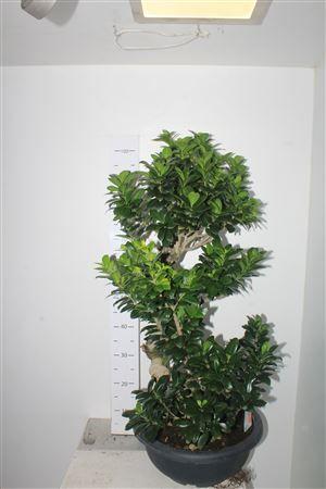 Горшечные цветы и растения оптом Bonsai Ficus Ginseng S-shape 40 Cm от 1шт из Голландии с доставкой по России