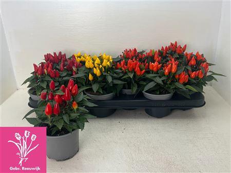 Горшечные цветы и растения оптом Capsicum Salsa10.5 Cm Gemengd от 12шт из Голландии с доставкой по России