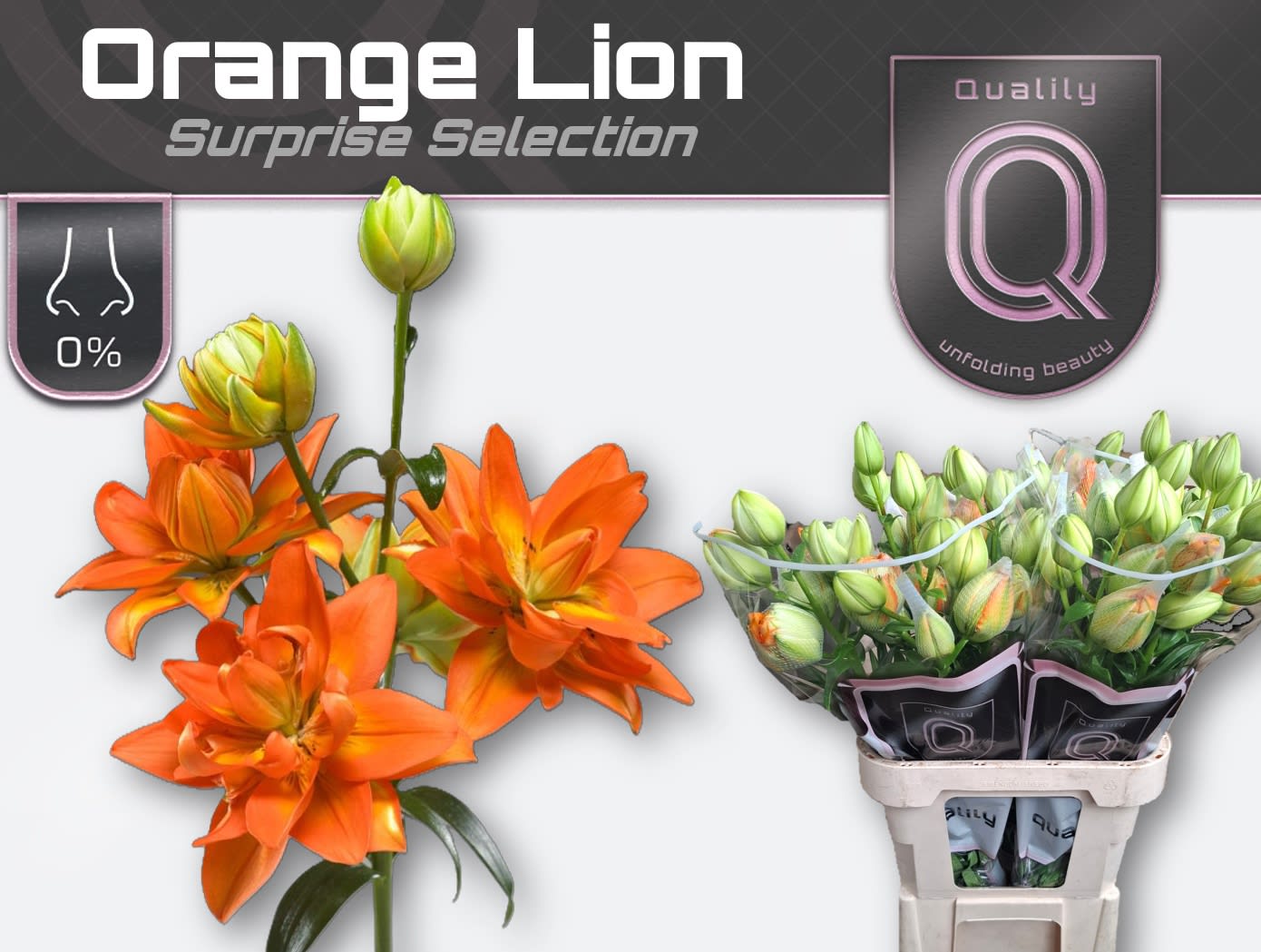 Срезанные цветы оптом Lilium la do other mix от 20шт из Голландии с доставкой по России