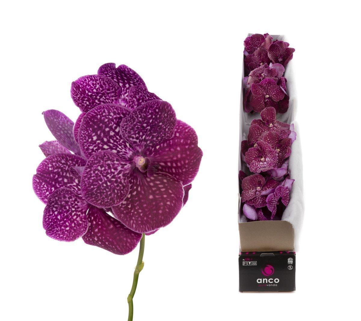 Срезанные цветы оптом Vanda nitaya crimson love A от 8шт из Голландии с доставкой по России