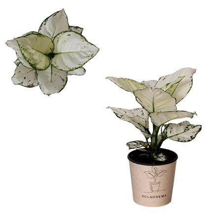 Горшечные цветы и растения оптом Aglaonema `super White` от 6шт из Голландии с доставкой по России
