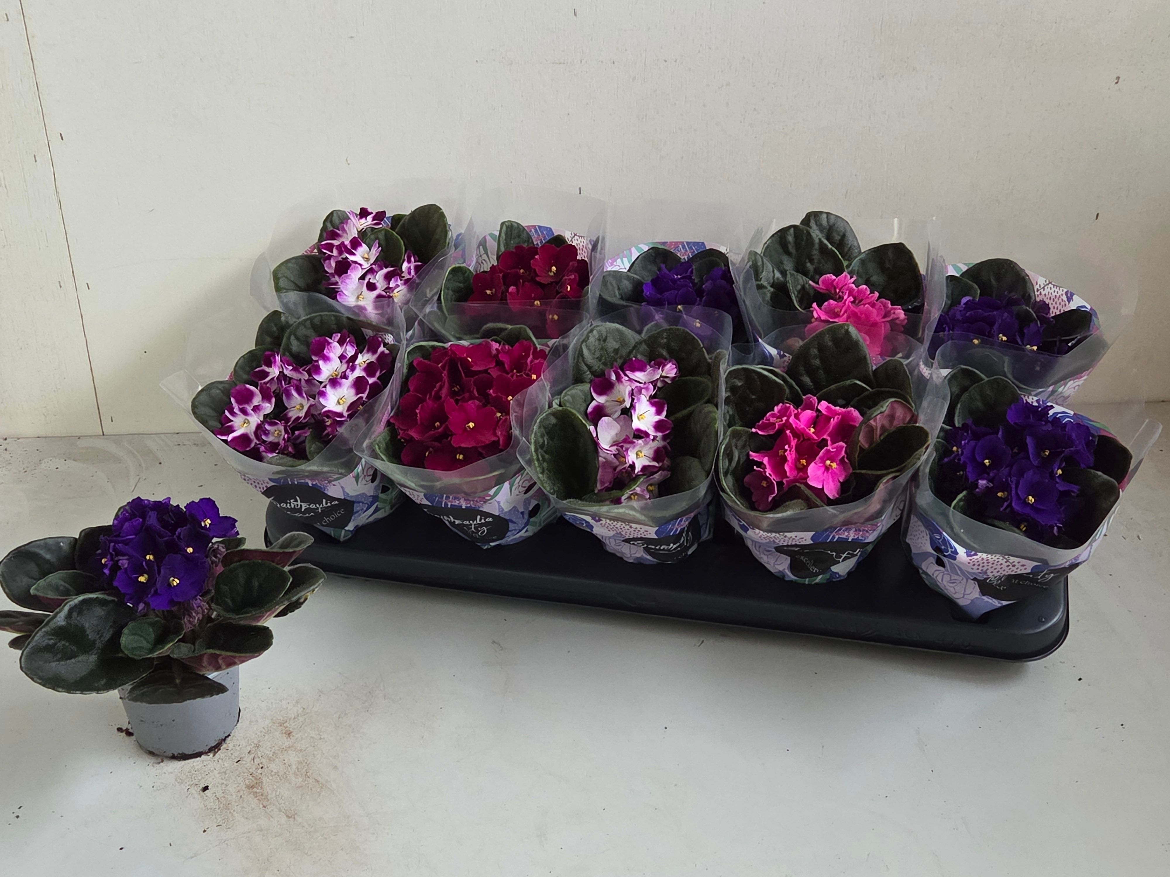 Горшечные цветы и растения оптом Saintp Gem от 10шт (для телеги) из Голландии с доставкой по России Горшечные цветы и растения оптом Saintp Gem от 10шт (для телеги) из Голландии с доставкой по России