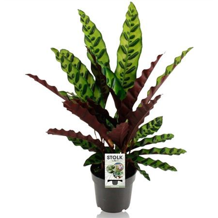 Горшечные цветы и растения оптом Calathea Lancifolia Insignis от 8шт из Голландии с доставкой по России