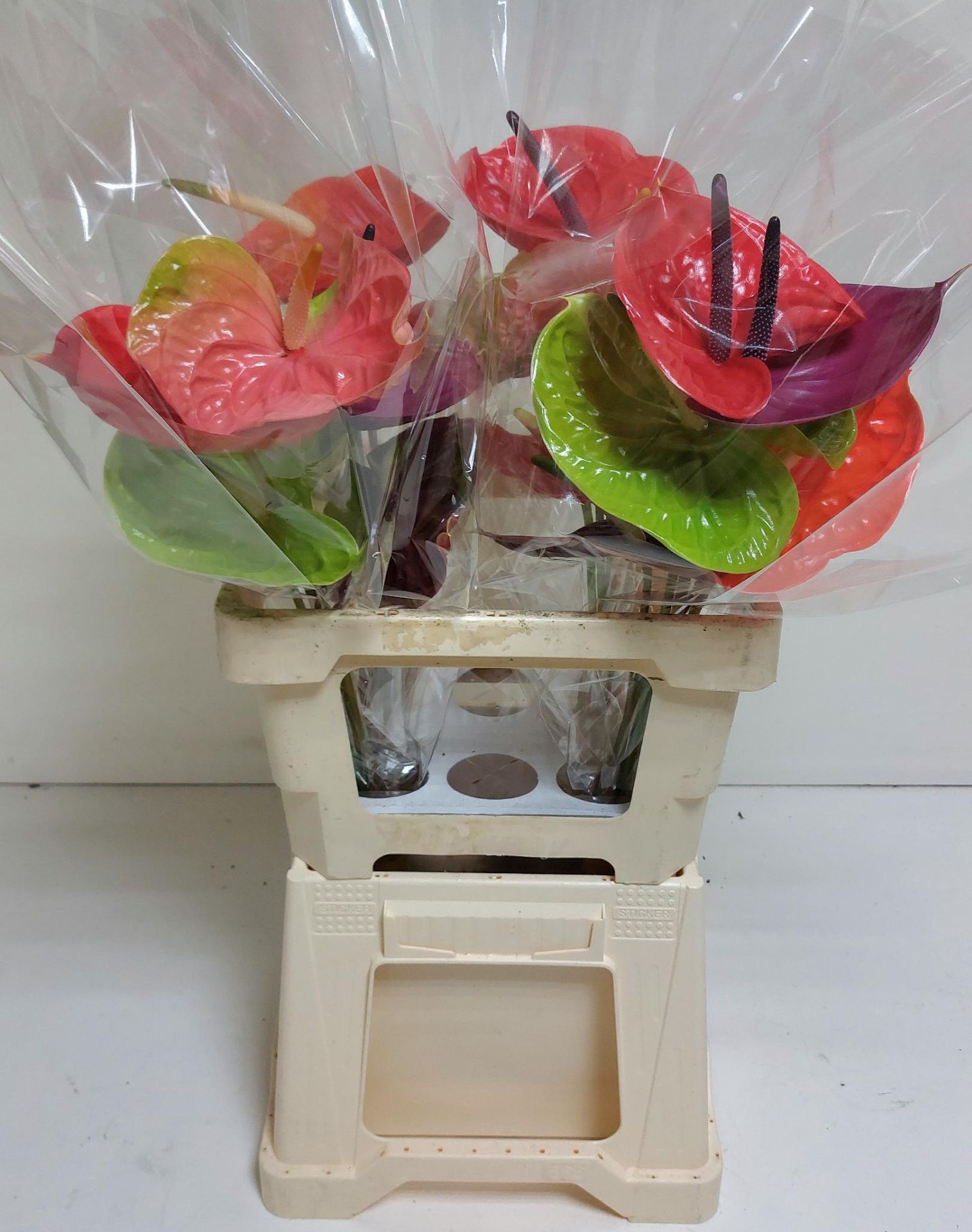 Срезанные цветы оптом Anthurium mix in box от 20шт из Голландии с доставкой по России