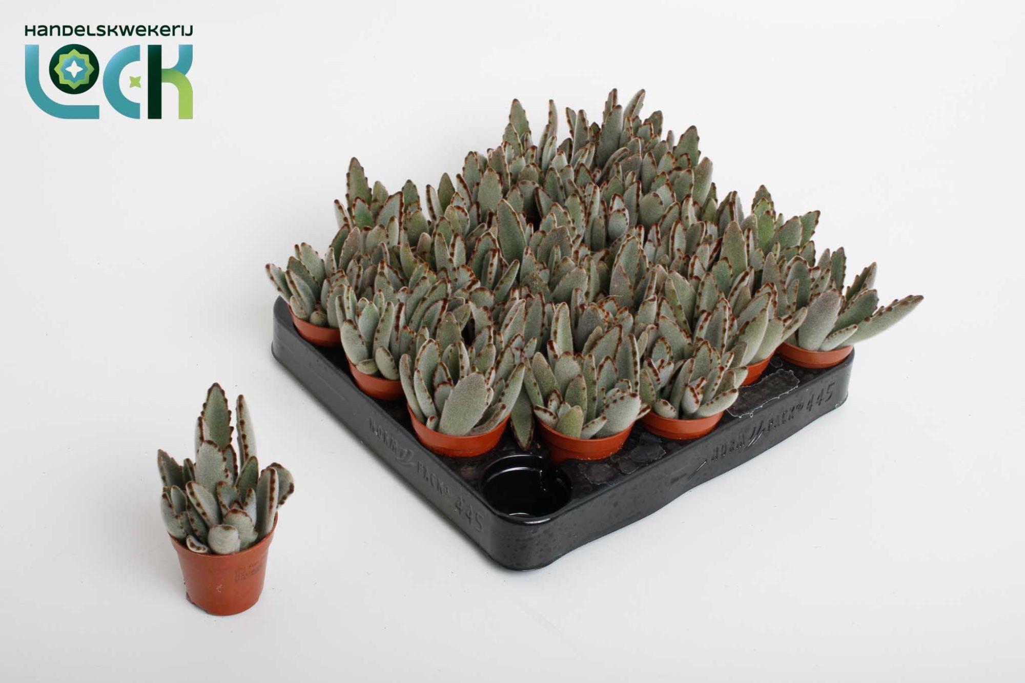 Горшечные цветы и растения оптом Kalanchoe Tomentosa от 20шт (для телеги) из Голландии с доставкой по России
