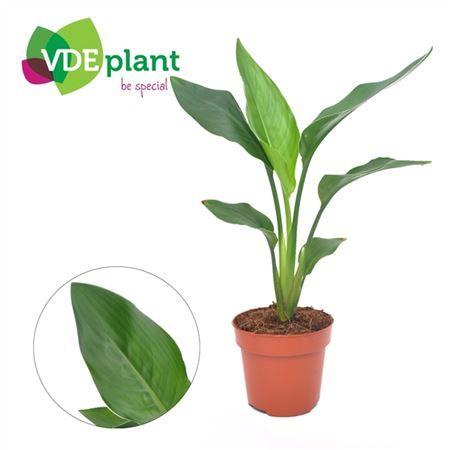 Горшечные цветы и растения оптом Strelitzia Reginea от 8шт из Голландии с доставкой по России