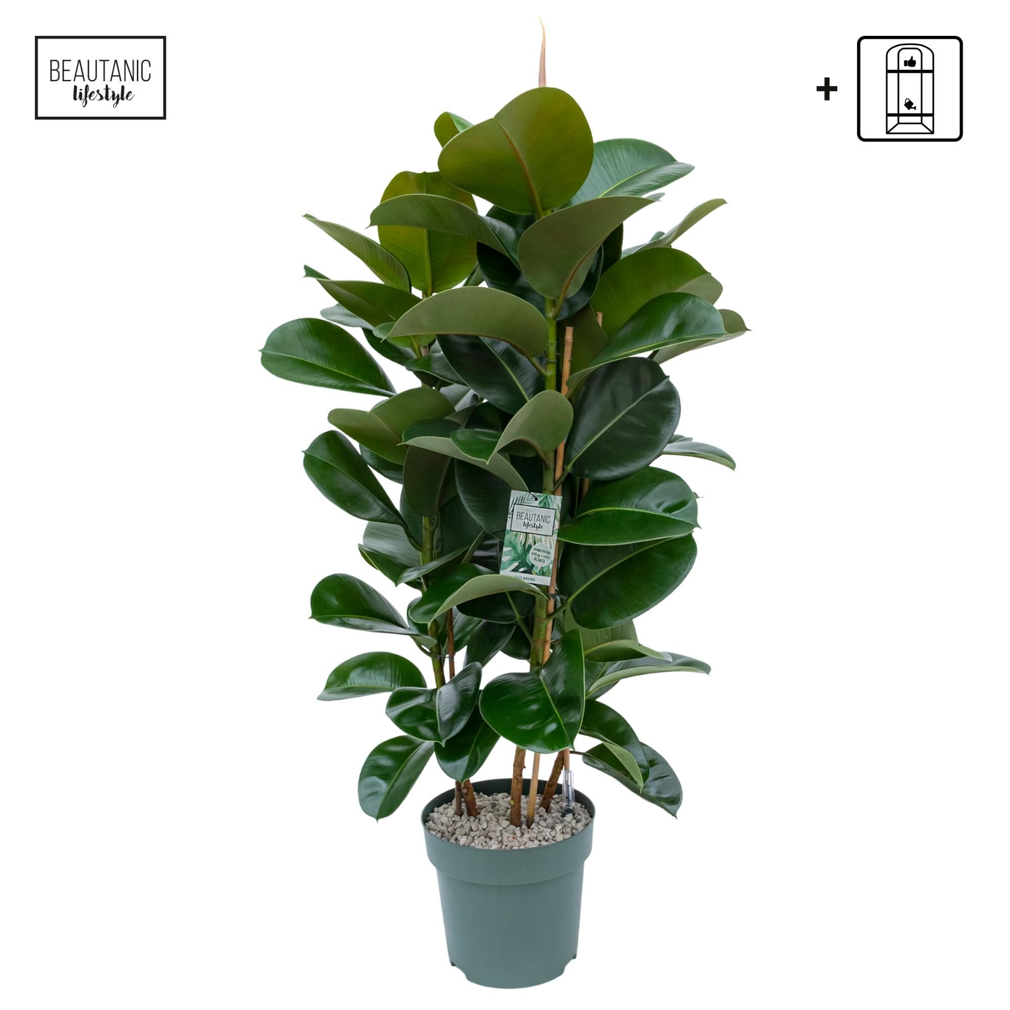 Горшечные цветы и растения оптом Ficus El Makana 3pp от 1шт из Голландии с доставкой по России