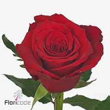 Срезанные цветы оптом Rosa la red torch от 460шт из Голландии с доставкой по России