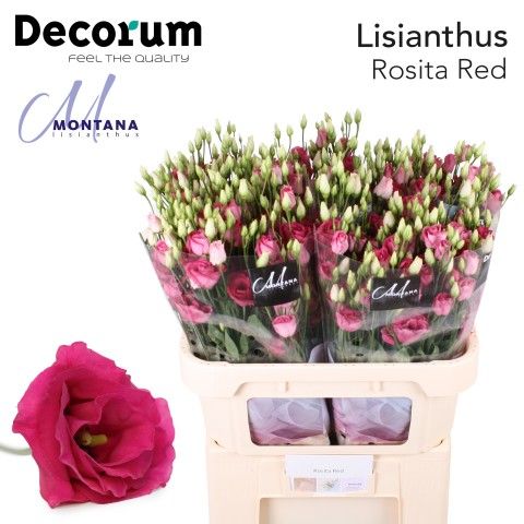 Срезанные цветы оптом Lisianthus do rosita red от 80шт из Голландии с доставкой по России