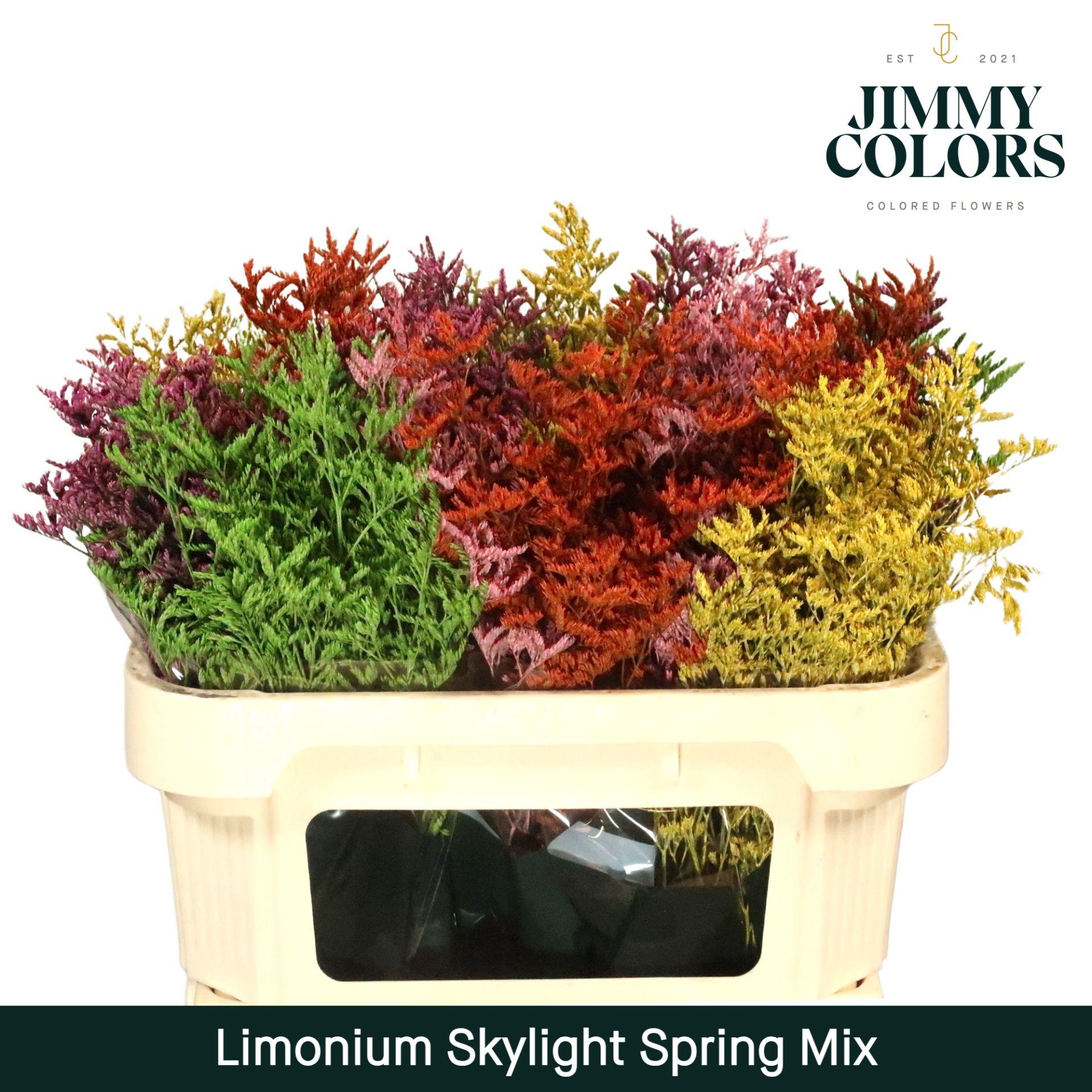 Срезанные цветы оптом Limonium paint mix spring от 75шт из Голландии с доставкой по России