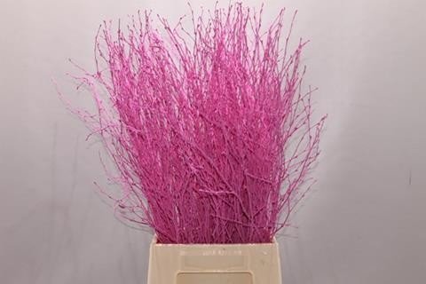 Срезанные цветы оптом Betula paint pink от 10шт из Голландии с доставкой по России