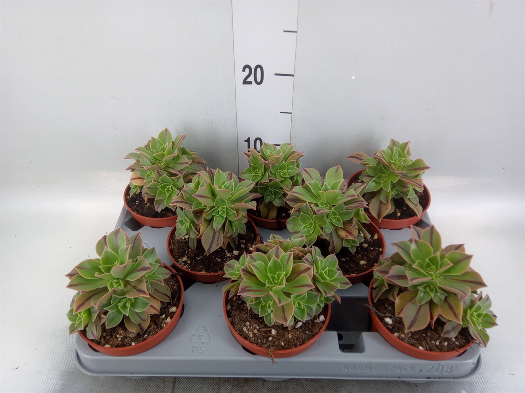 Горшечные цветы и растения оптом Aeonium   ... от 8шт из Голландии с доставкой по России