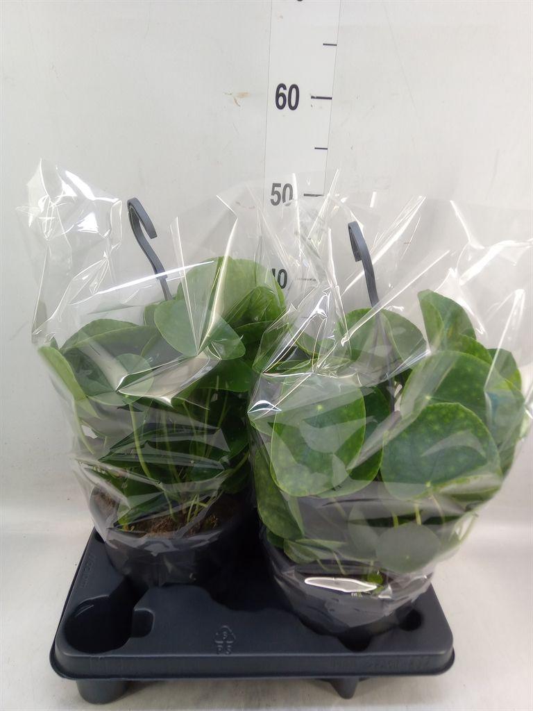 Горшечные цветы и растения оптом Pilea Peperomioides от 2шт из Голландии с доставкой по России