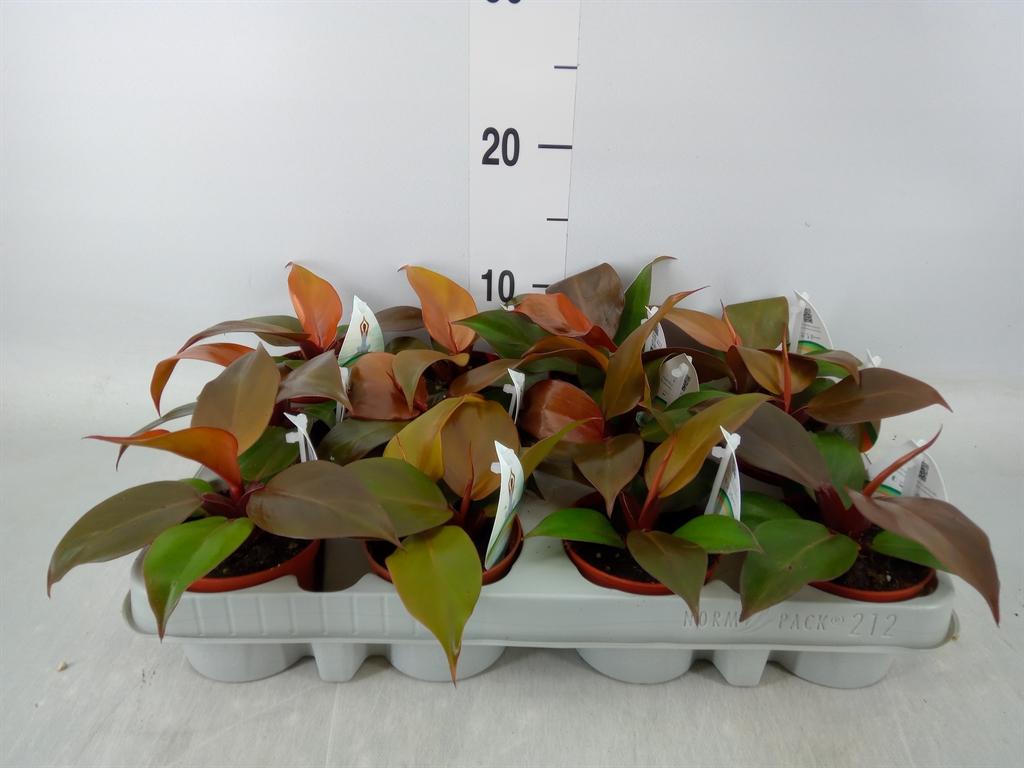 Горшечные цветы и растения оптом Philodendron   ... от 12шт (для телеги) из Голландии с доставкой по России