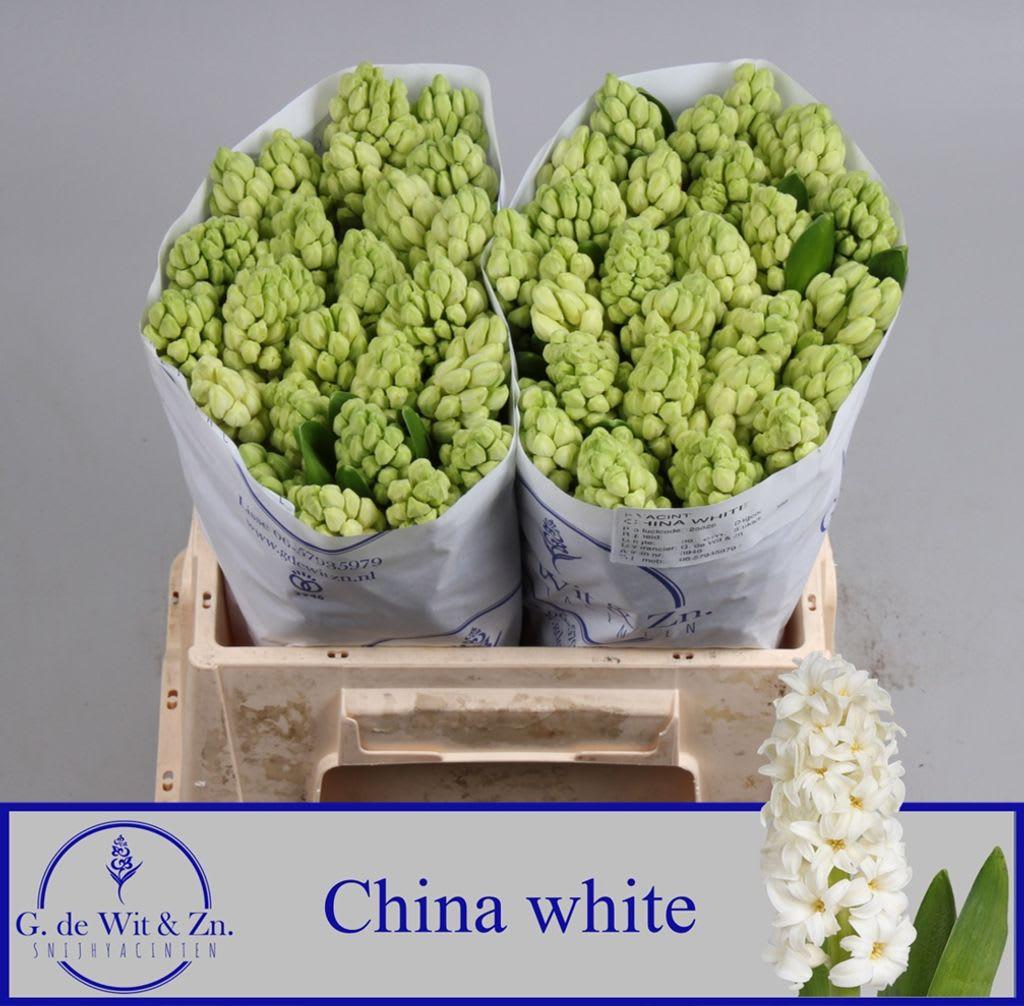 Срезанные цветы оптом Hyacinthus china white от 50шт из Голландии с доставкой по России