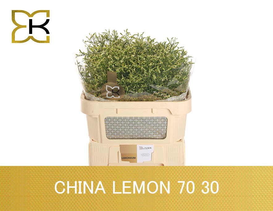 Срезанные цветы оптом Limonium china lemon от 50шт. из Голландии с доставкой по России