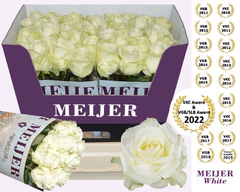 Срезанные цветы оптом Rosa large avalanche+ Meijer White от 40шт из Голландии с доставкой по России