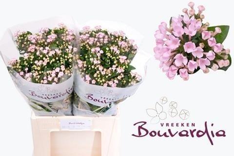 Срезанные цветы оптом Bouvardia si sweet jewel от 60шт из Голландии с доставкой по России