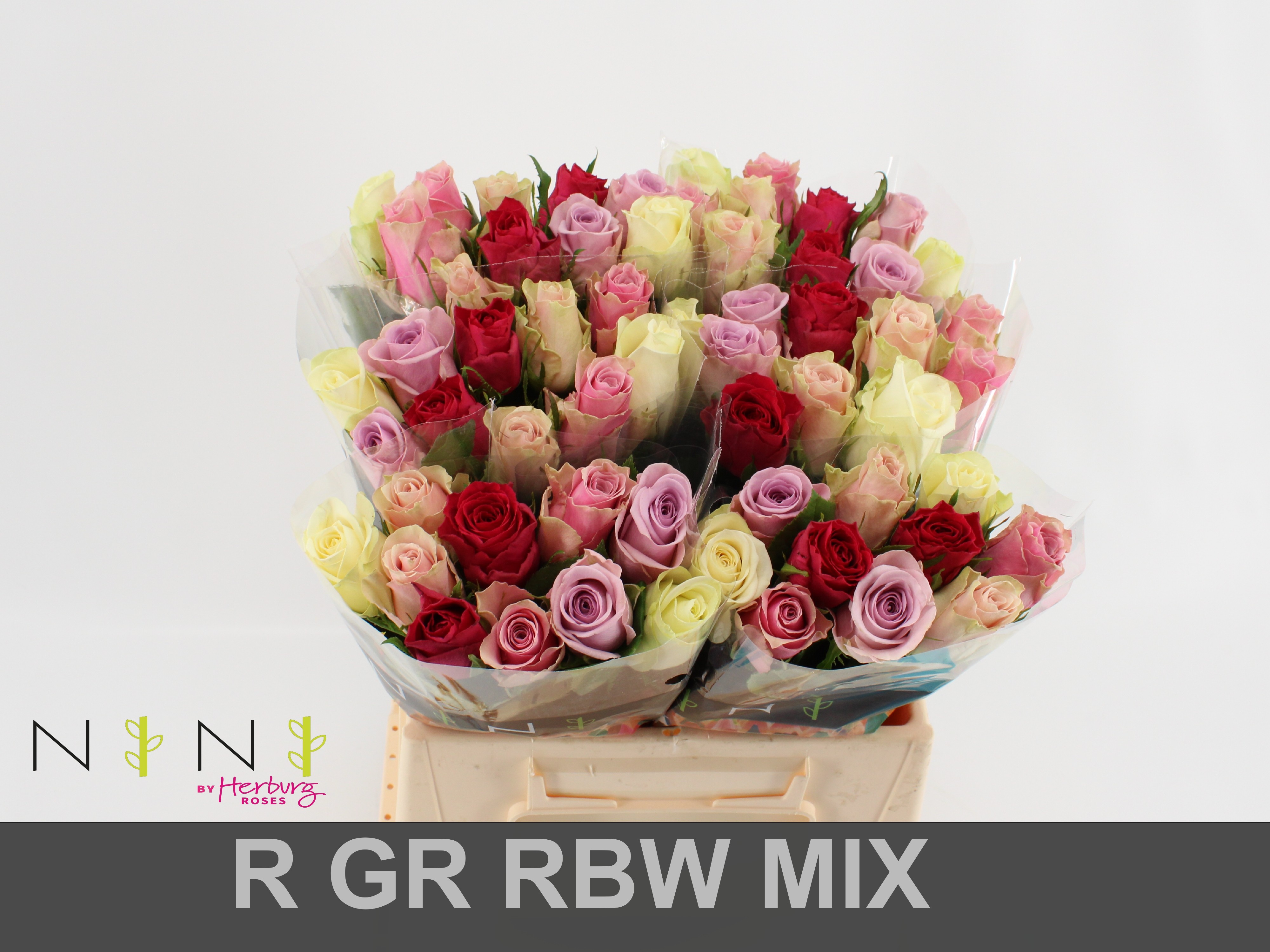 Срезанные цветы оптом Rosa large mix rainbow (mixbunch) от 60шт из Голландии с доставкой по России