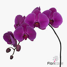 Срезанные цветы оптом Phalaenopsis purple haze (per flower) от 25шт из Голландии с доставкой по России