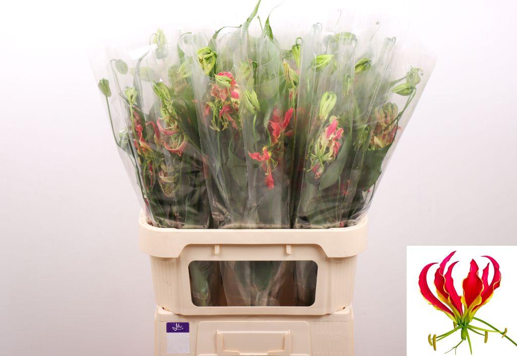 Срезанные цветы оптом Gloriosa fifty shades от 25шт из Голландии с доставкой по России