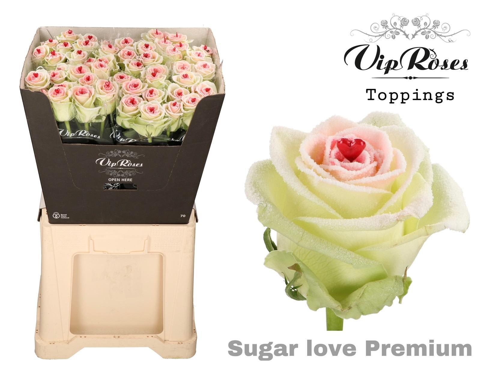 Срезанные цветы оптом Rosa large paint sugar love от 50шт из Голландии с доставкой по России
