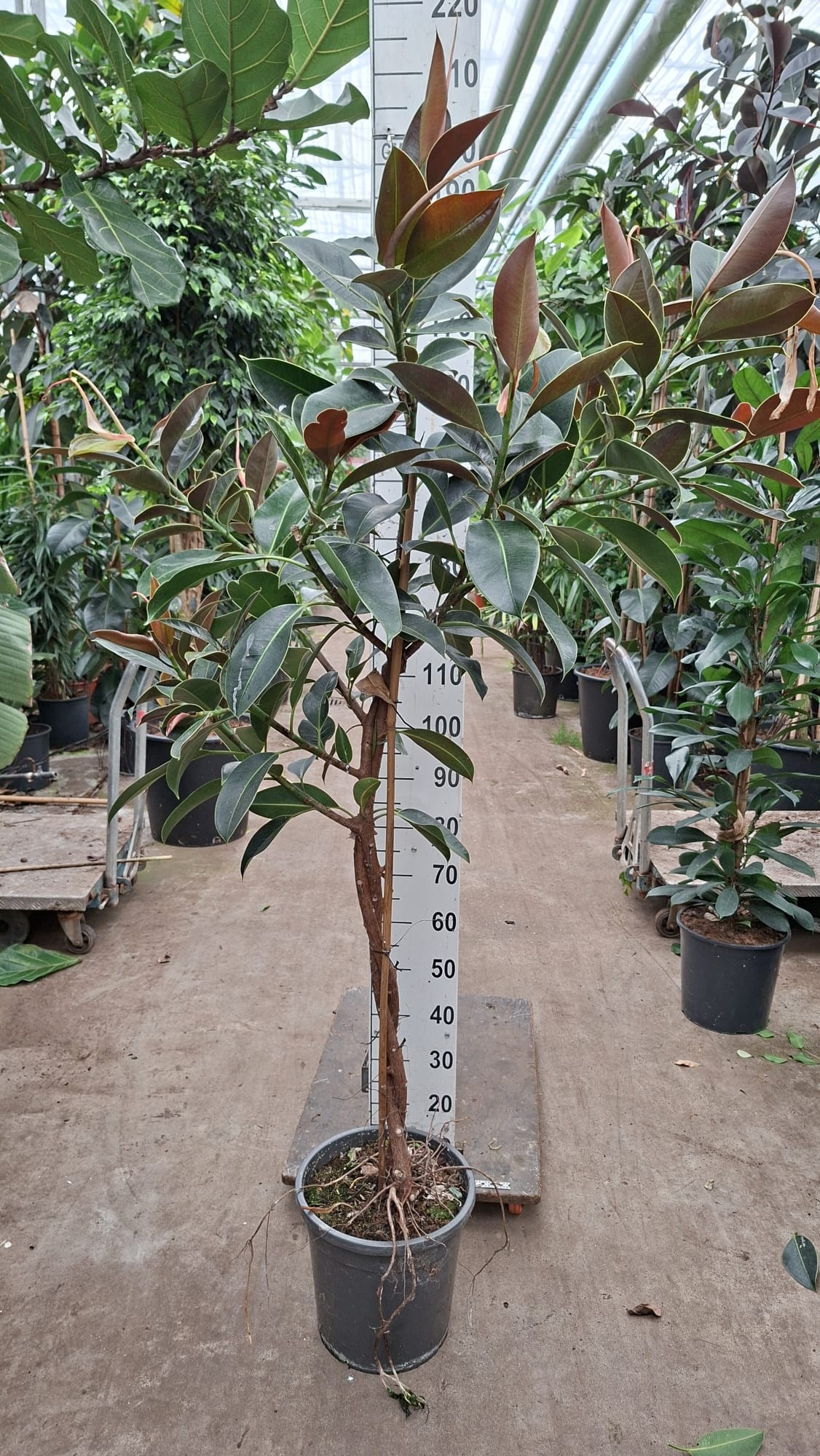 Горшечные цветы и растения оптом Ficus El Melany Twisted Stem от 1шт из Голландии с доставкой по России