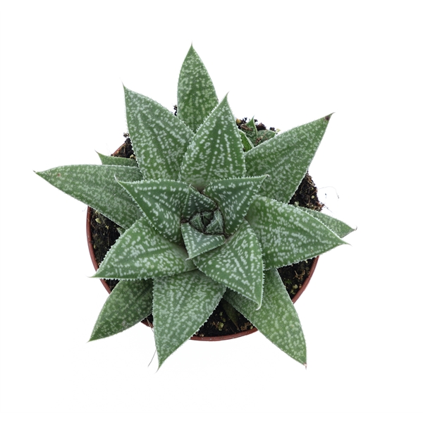 Горшечные цветы и растения оптом Gasteria Blue Moon от 12шт (для телеги) из Голландии с доставкой по России