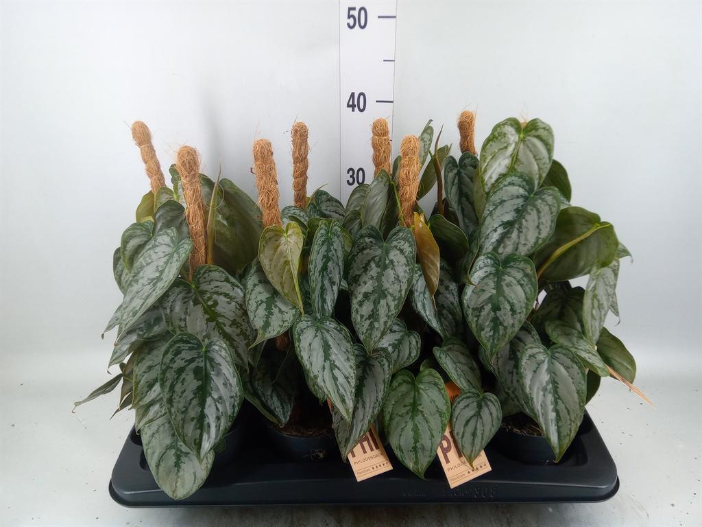 Горшечные цветы и растения оптом Philodendron Brandtianum от 8шт из Голландии с доставкой по России
