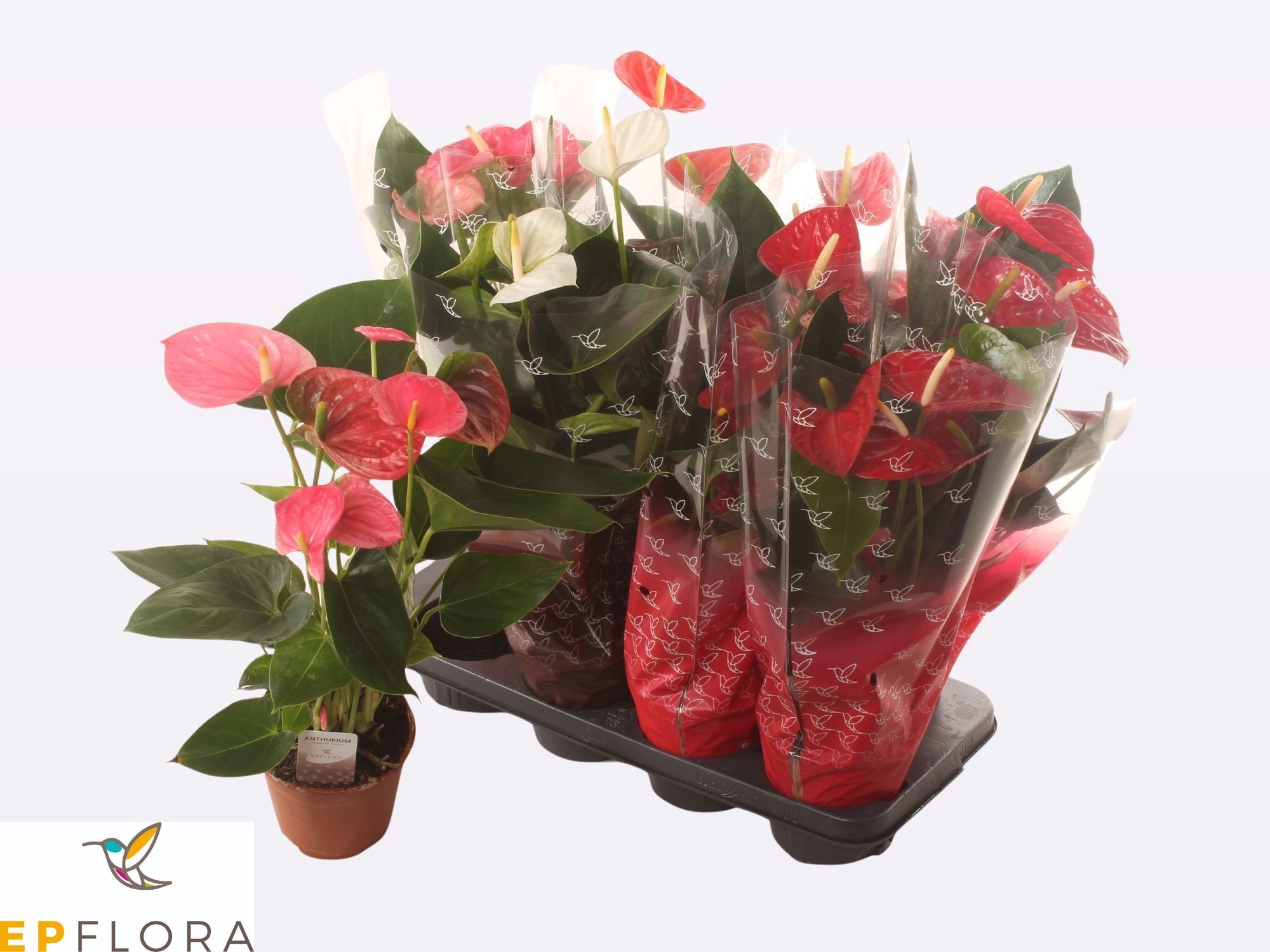 Горшечные цветы и растения оптом Anthu An Gem 3 Kl от 8шт из Голландии с доставкой по России