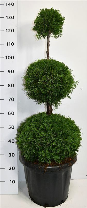 Горшечные цветы и растения оптом Thuja Occ Smaragd Trio Ball от 1шт из Голландии с доставкой по России