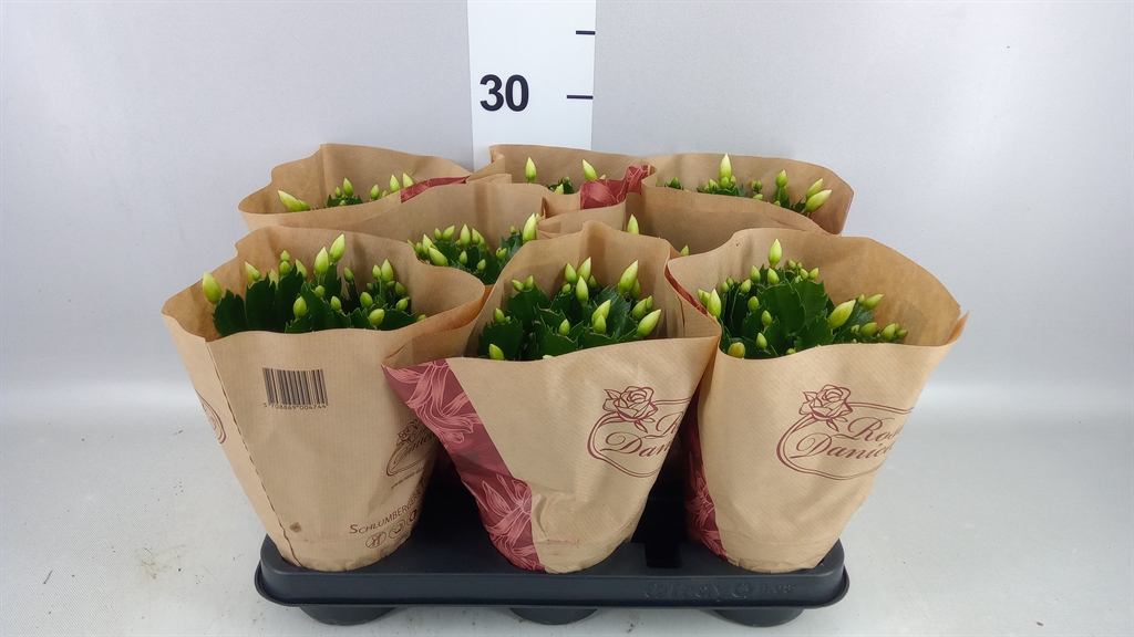 Горшечные цветы и растения оптом Schlumbergera ... A от 8шт из Голландии с доставкой по России