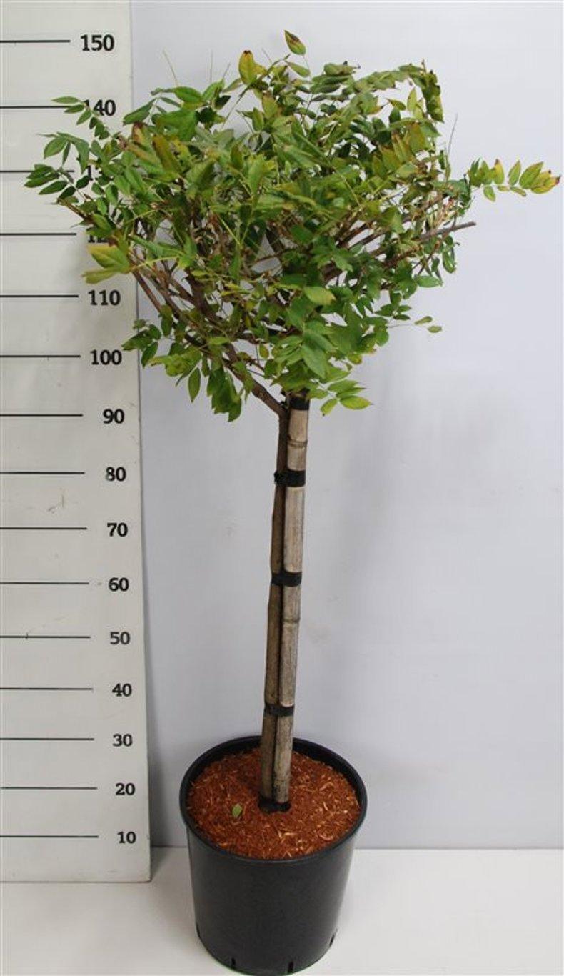 Горшечные цветы и растения оптом Wisteria Brach Yokohama Fuji On Stem от 1шт из Голландии с доставкой по России