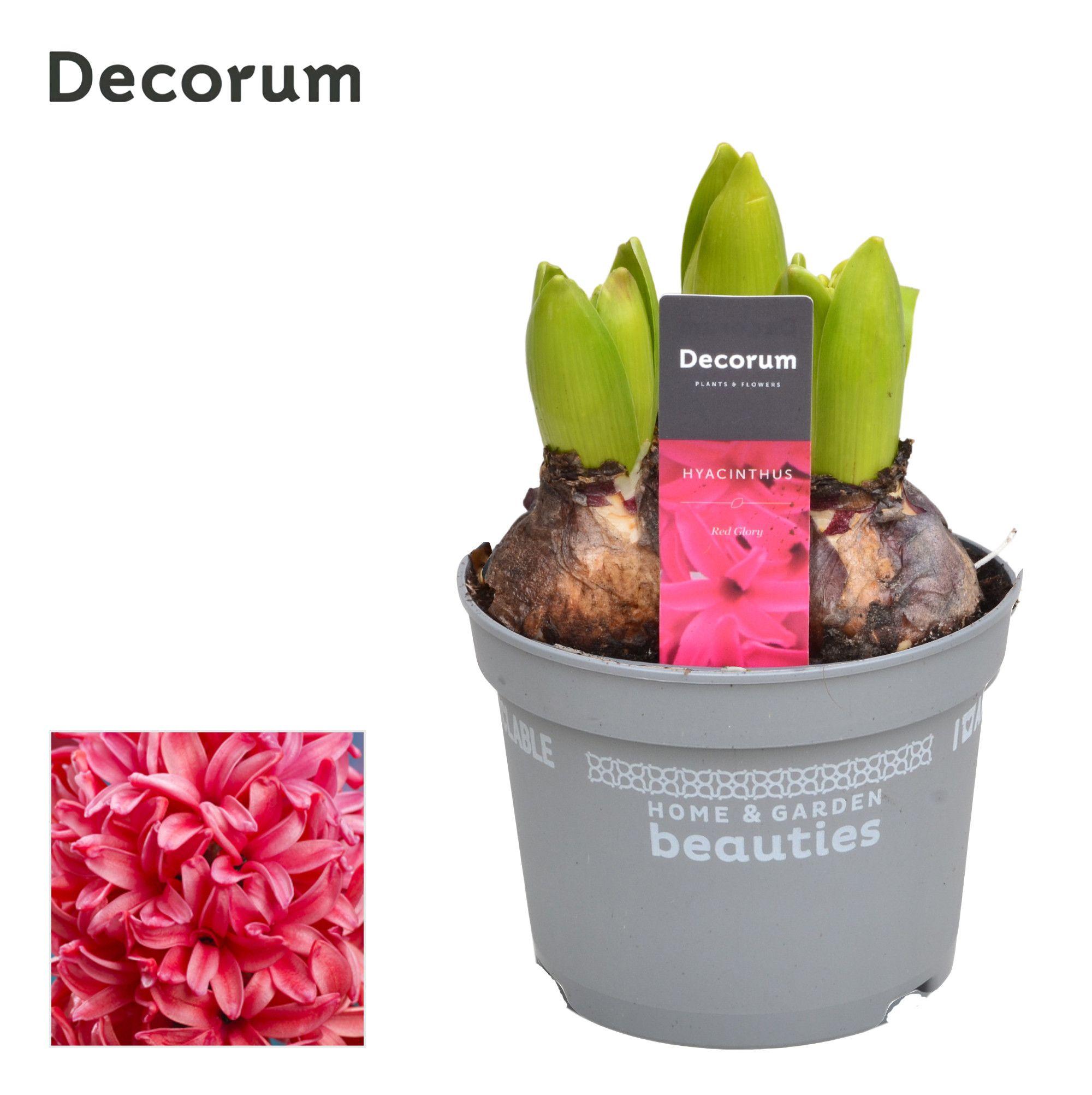 Горшечные цветы и растения оптом Hyacinthus Red Glory 3pp (decorum) от 10шт из Голландии с доставкой по России