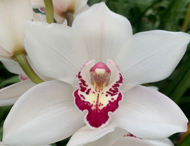 Срезанные цветы оптом Cymbidium white mazurka от 2шт из Голландии с доставкой по России