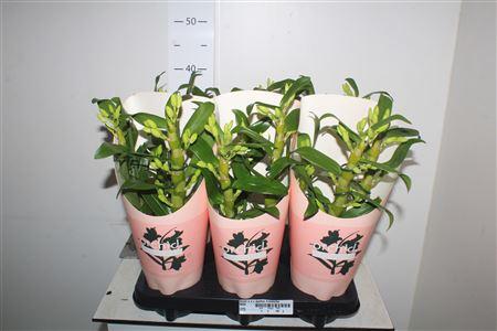 Горшечные цветы и растения оптом Dendr N S C Apollon 3 Branche от 6шт из Голландии с доставкой по России