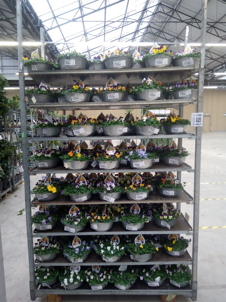 Горшечные цветы и растения оптом Viola Corn.   ...mix от 1шт (для телеги) из Голландии с доставкой по России