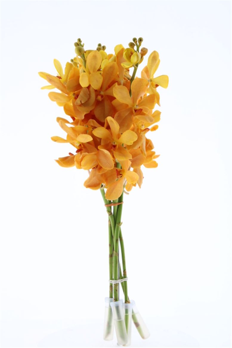 Срезанные цветы оптом Dendrobium mokara bright orange от 15шт из Голландии с доставкой по России